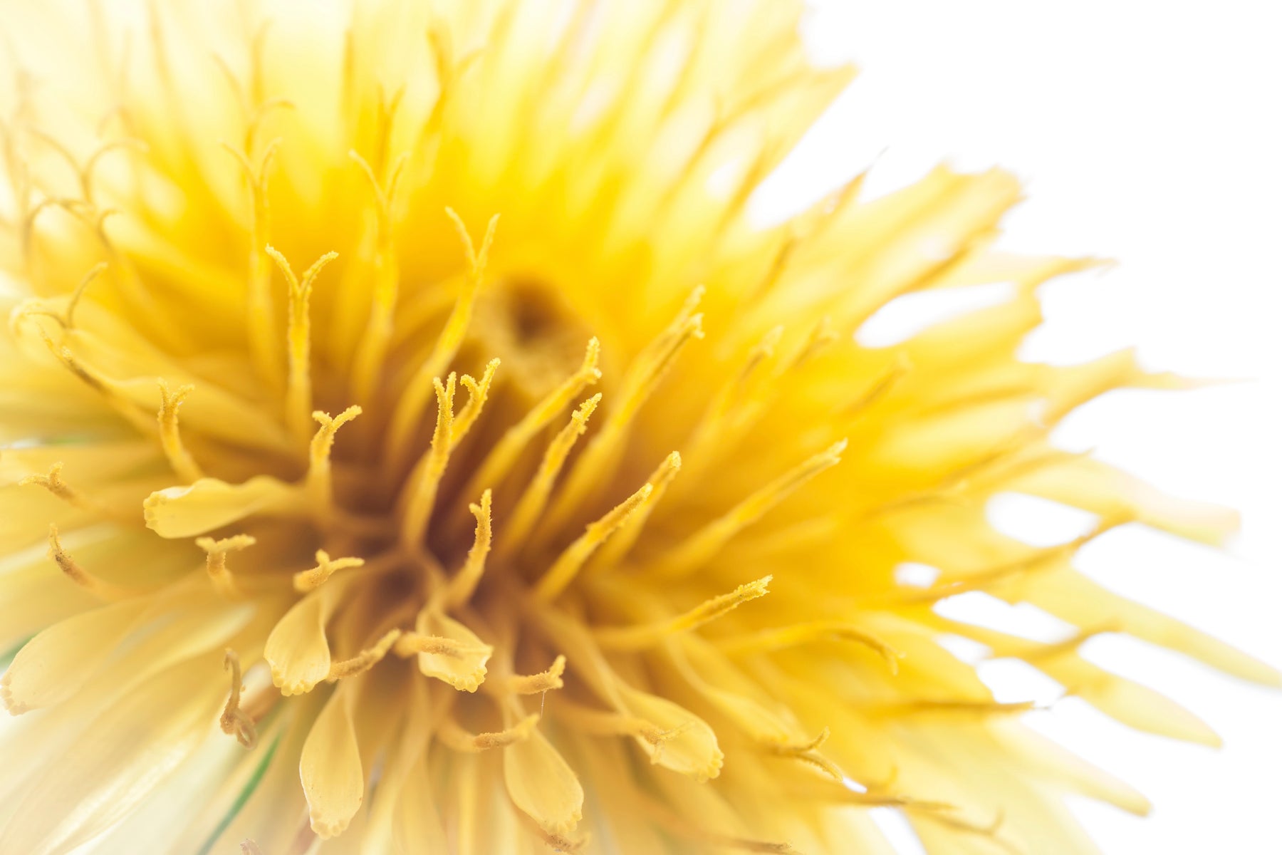 What's the deal with Dandelion?