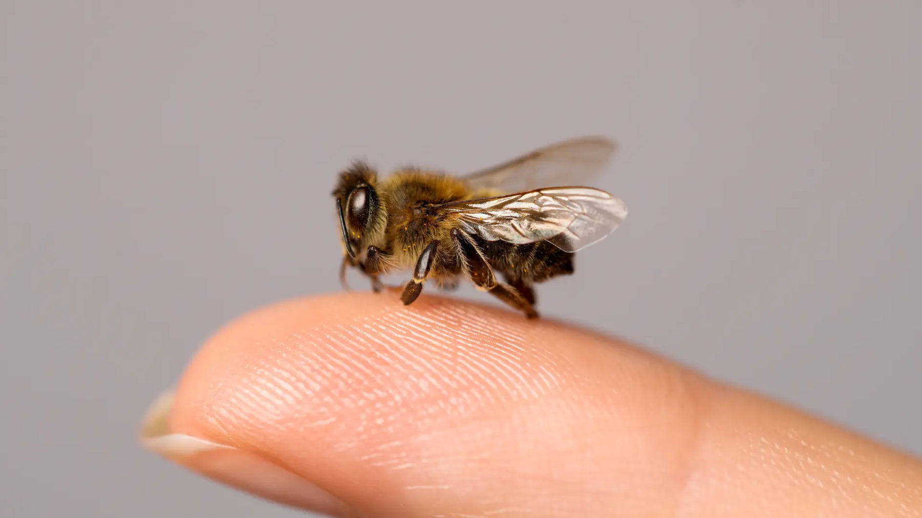 Bee venom and glucosamine capsules with honey bees, for joint support in New Zealand