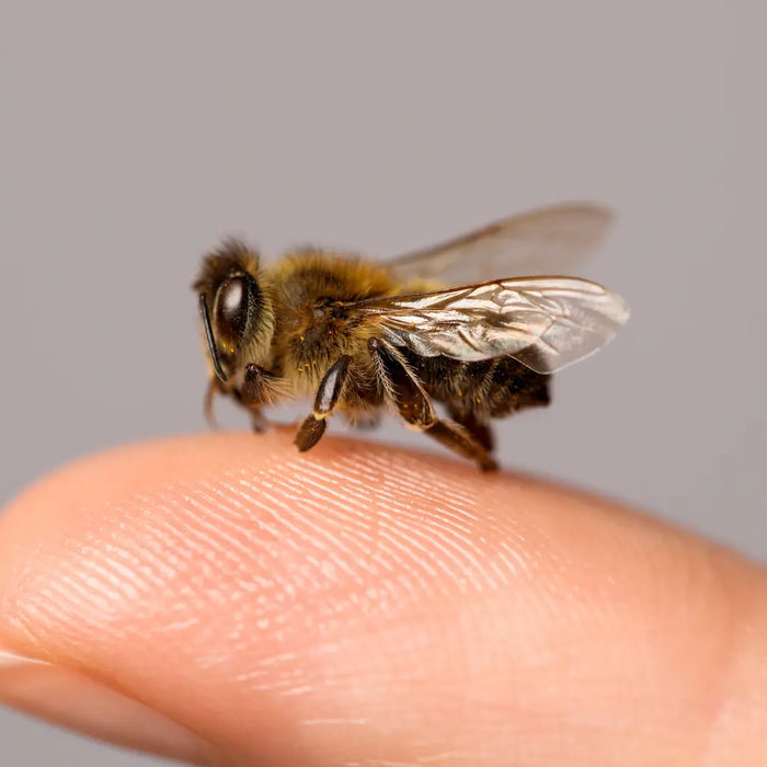 Bee venom and glucosamine capsules with honey bees, for joint support in New Zealand