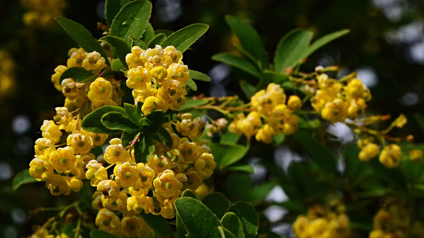 Berberine supplement bottle and capsules on a clean white background with simple wellness tracking items.