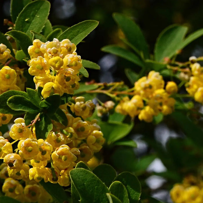 Berberine supplement bottle and capsules on a clean white background with simple wellness tracking items.