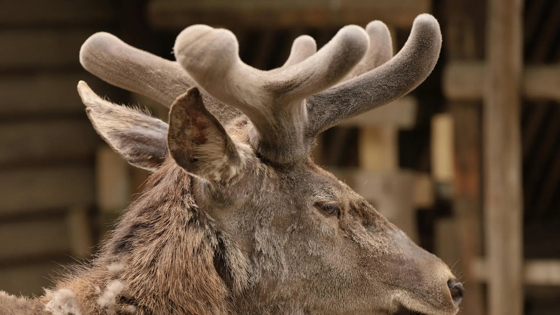 Deer velvet supplement products styled in a clean natural wellness setting for a New Zealand buying guide