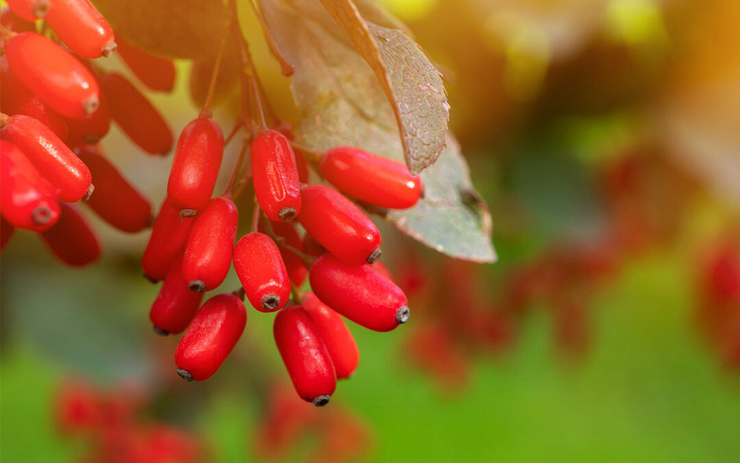 What's The Hype With Berberine?
