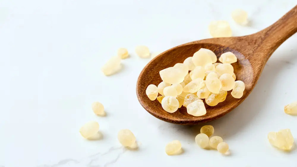 Raw mastic resin tears, prepared chewing gum, capsules and culinary mastic shown as distinct formats