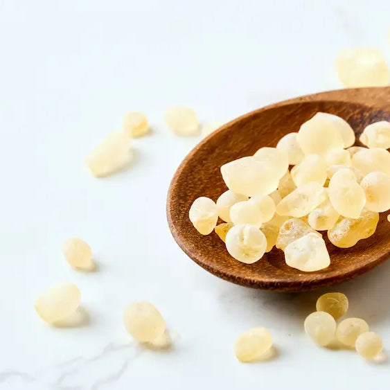 Raw mastic resin tears, prepared chewing gum, capsules and culinary mastic shown as distinct formats