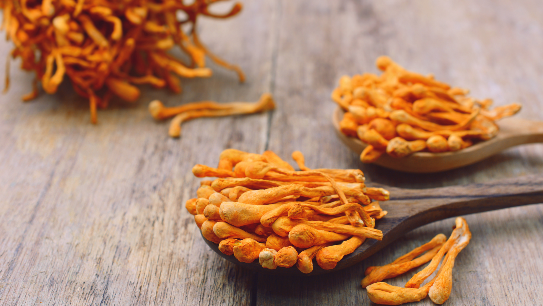 Fantastic Fungi: The Power of Cordyceps