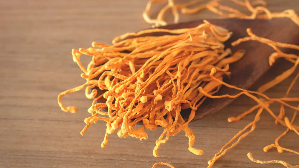 Cordyceps supplement capsules, powder and liquid extract on a clean natural-health worktop