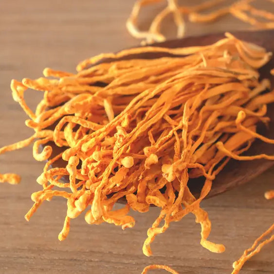 Cordyceps supplement capsules, powder and liquid extract on a clean natural-health worktop
