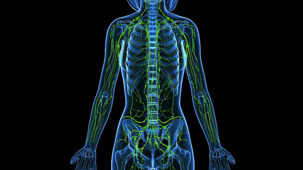 Herbal lymphatic support drops with cleavers, red clover, red root, prickly ash bark and water.