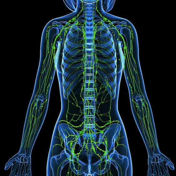 Herbal lymphatic support drops with cleavers, red clover, red root, prickly ash bark and water.