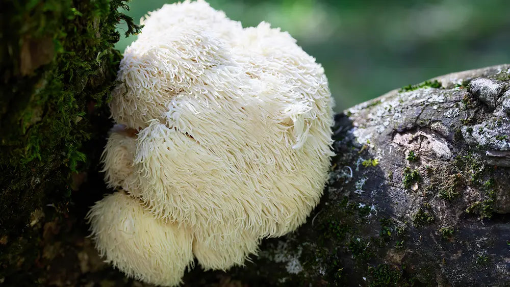 Lion's Mane fruiting body, mycelium biomass capsule and liquid extract labels compared on a clean Healthy-style shelf