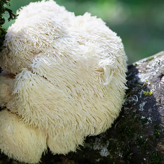 Lion's Mane fruiting body, mycelium biomass capsule and liquid extract labels compared on a clean Healthy-style shelf
