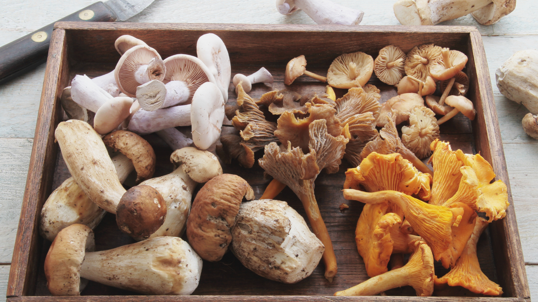 Magnificent Mushrooms | The Power Of Nature