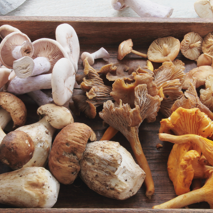 Magnificent Mushrooms: Boost Your Immunity and Wellness