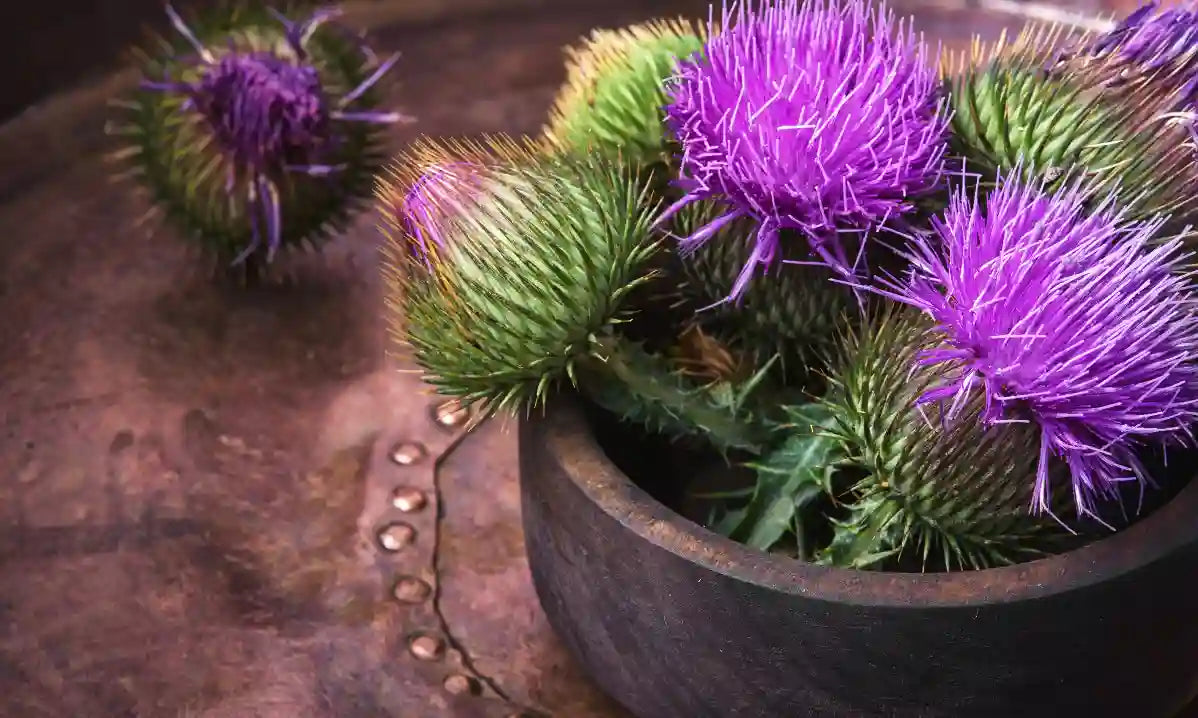 Milk thistle flowers, seeds and supplement bottles with ingredient-label context for silymarin and silybin.