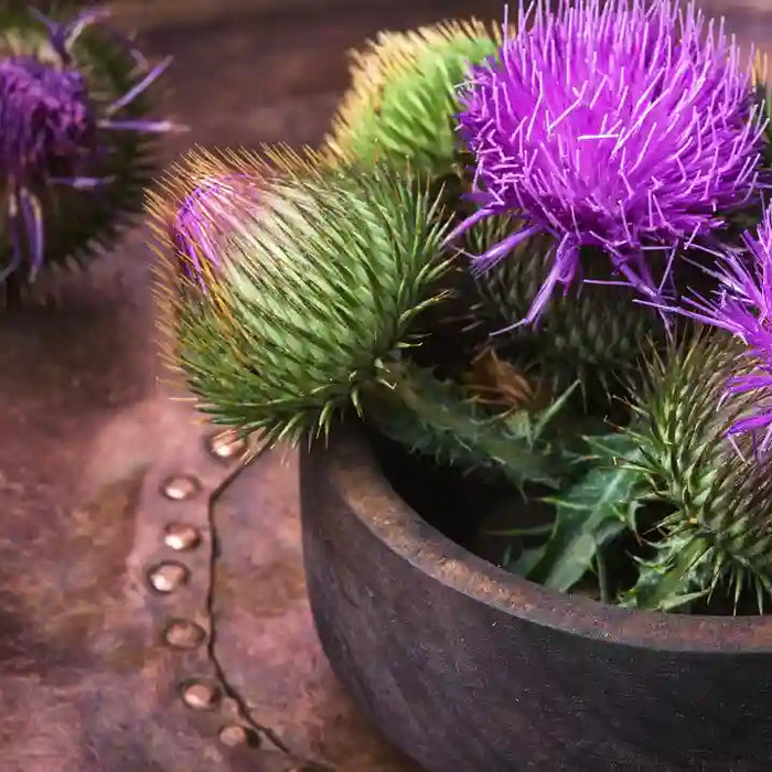 Milk thistle flowers, seeds and supplement bottles with ingredient-label context for silymarin and silybin.
