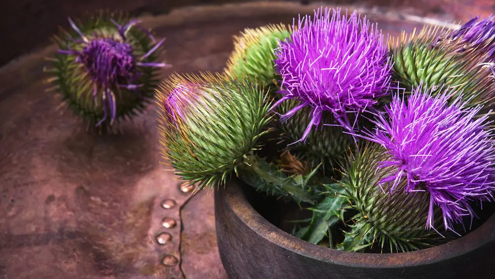 Milk thistle seeds, capsules and supplement containers arranged for a neutral label strength comparison