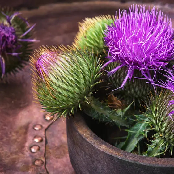 Milk thistle seeds, capsules and supplement containers arranged for a neutral label strength comparison