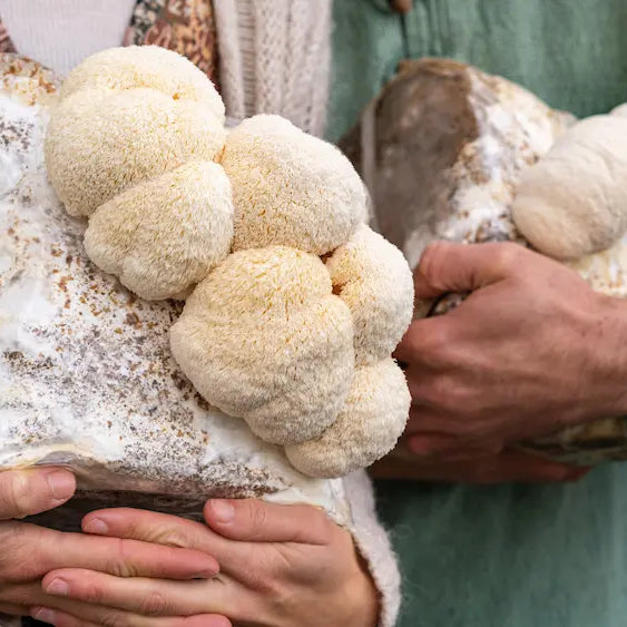 Native New Zealand Pekepeke-Kiore Lion's Mane mushrooms with delicate white coral-like spines growing on natural wood, representing NZ-grown Lion's Mane from Raglan.