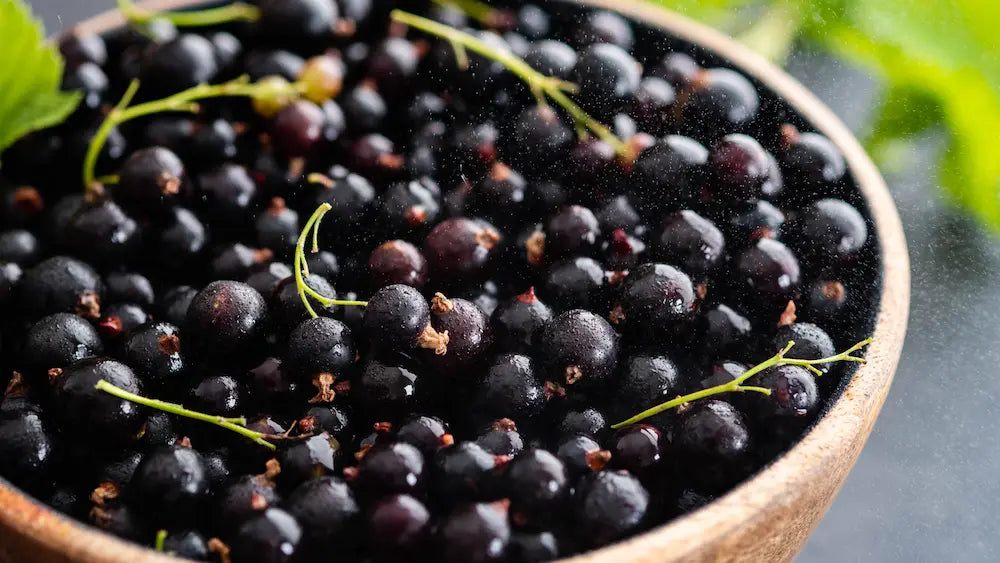 Small blackcurrant extract capsule beside a larger berry-powder scoop, complete berries, skins and subtle measurement cues