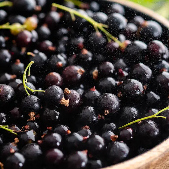 Small blackcurrant extract capsule beside a larger berry-powder scoop, complete berries, skins and subtle measurement cues
