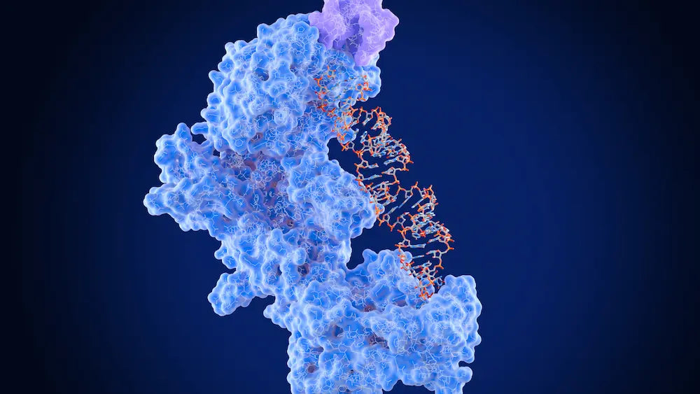 Nattokinase and serrapeptase supplements beside a combined enzyme formula