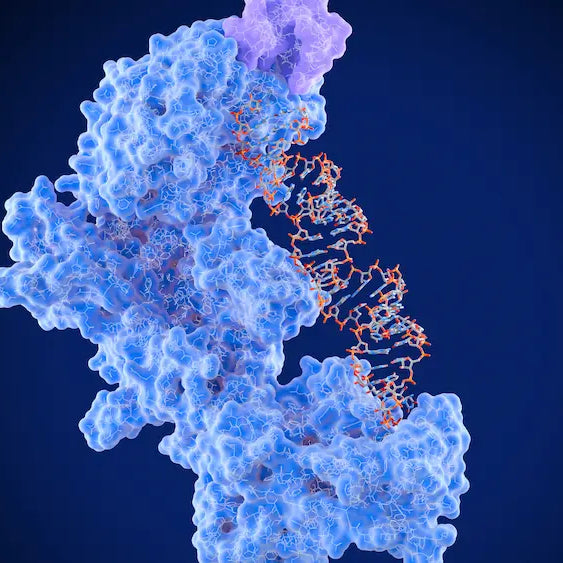 Nattokinase and serrapeptase supplements beside a combined enzyme formula