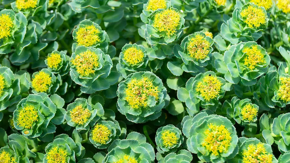 Rhodiola rosea golden root and capsules in a modern botanical supplement setting