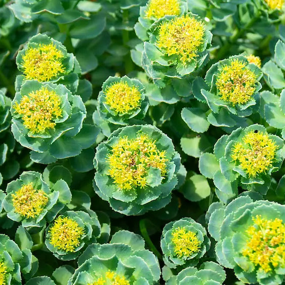 Rhodiola rosea golden root and capsules in a modern botanical supplement setting