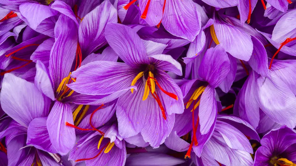 Saffron for mood NZ guide showing Crocus sativus flowers and red saffron stigmas beside a saffron supplement capsule.