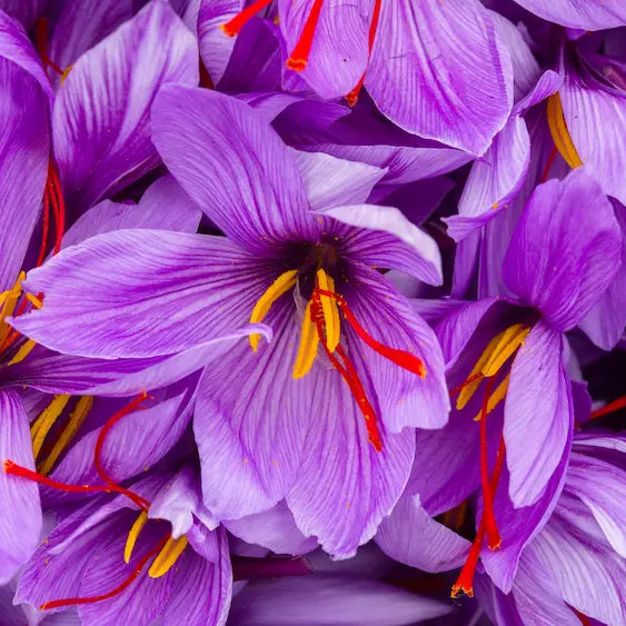 Saffron for mood NZ guide showing Crocus sativus flowers and red saffron stigmas beside a saffron supplement capsule.