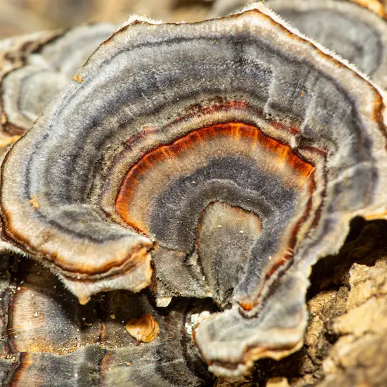 Turkey Tail mushrooms beside powder, capsules and liquid extract in a natural New Zealand wellness setting