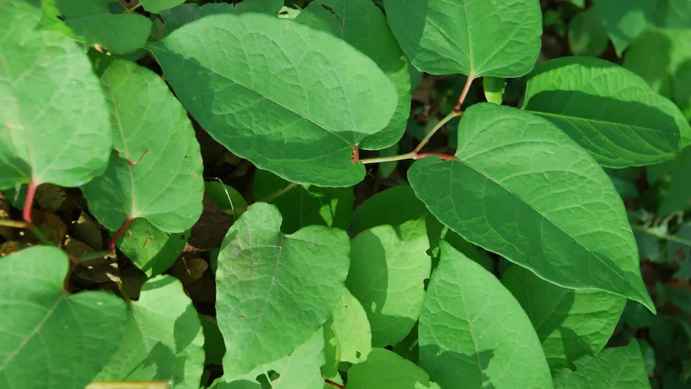 Japanese knotweed root and red grapes beside a resveratrol supplement bottle
