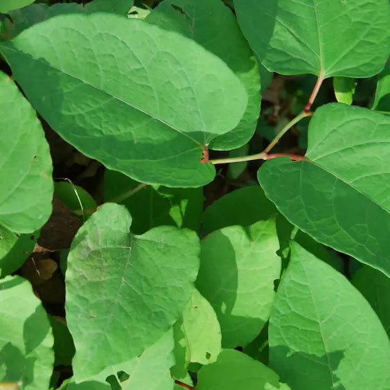 Japanese knotweed root and red grapes beside a resveratrol supplement bottle