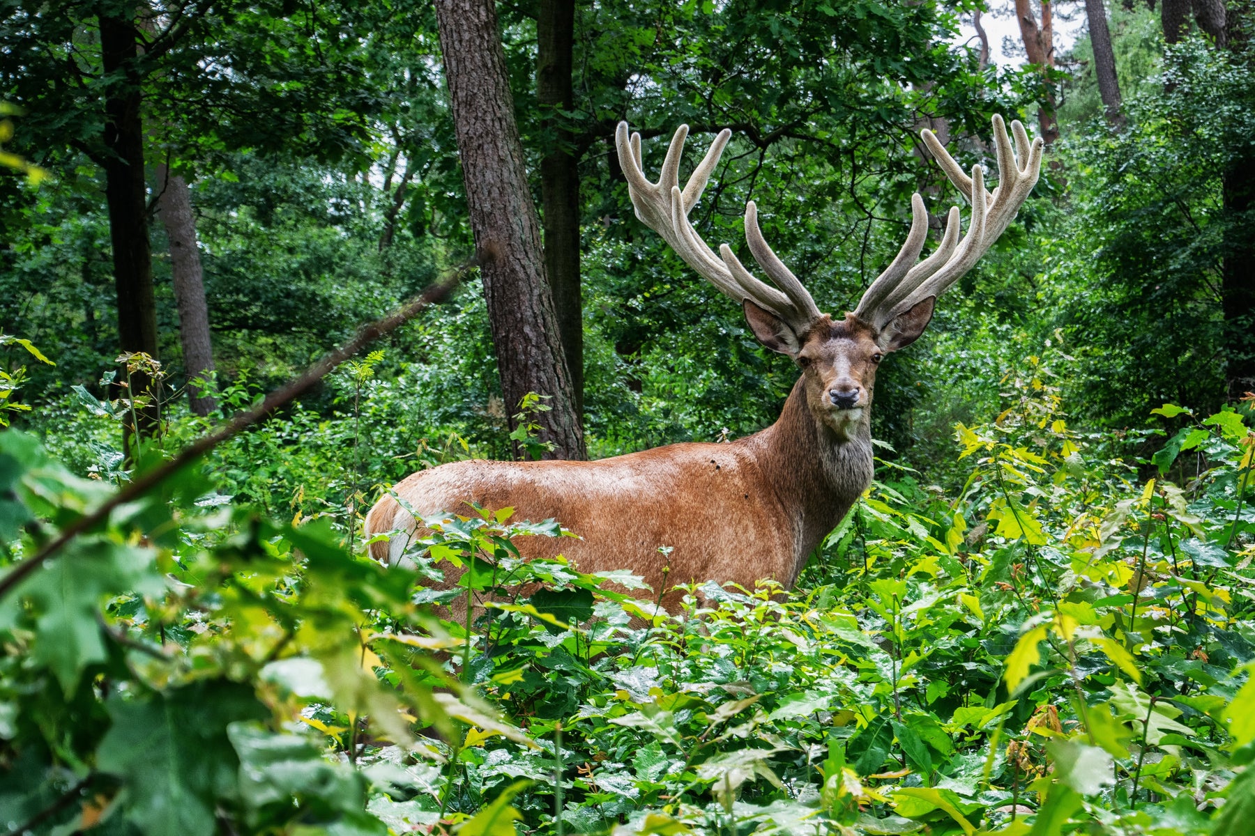 Deer Velvet - No Animals Are Harmed