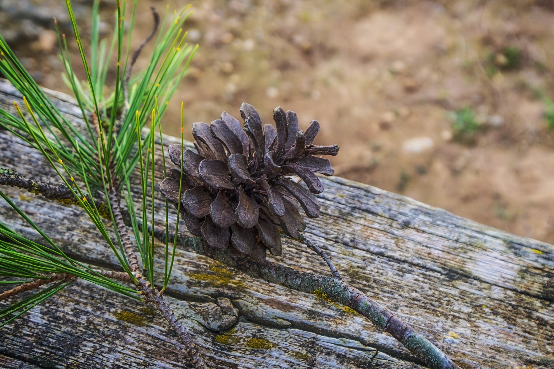 Enzogenol Pine Bark Extract - NZ's own wonder drug?