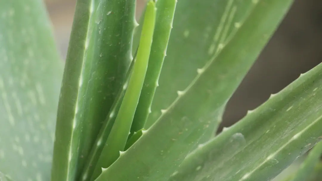 Aloe, Charcoal & Gut Repair