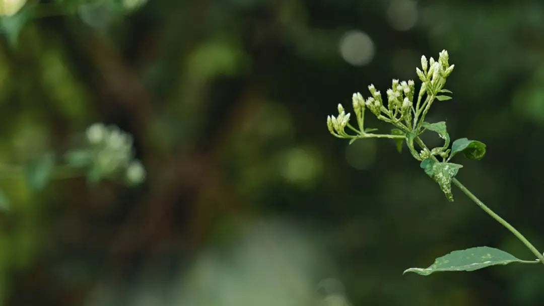 Berberine