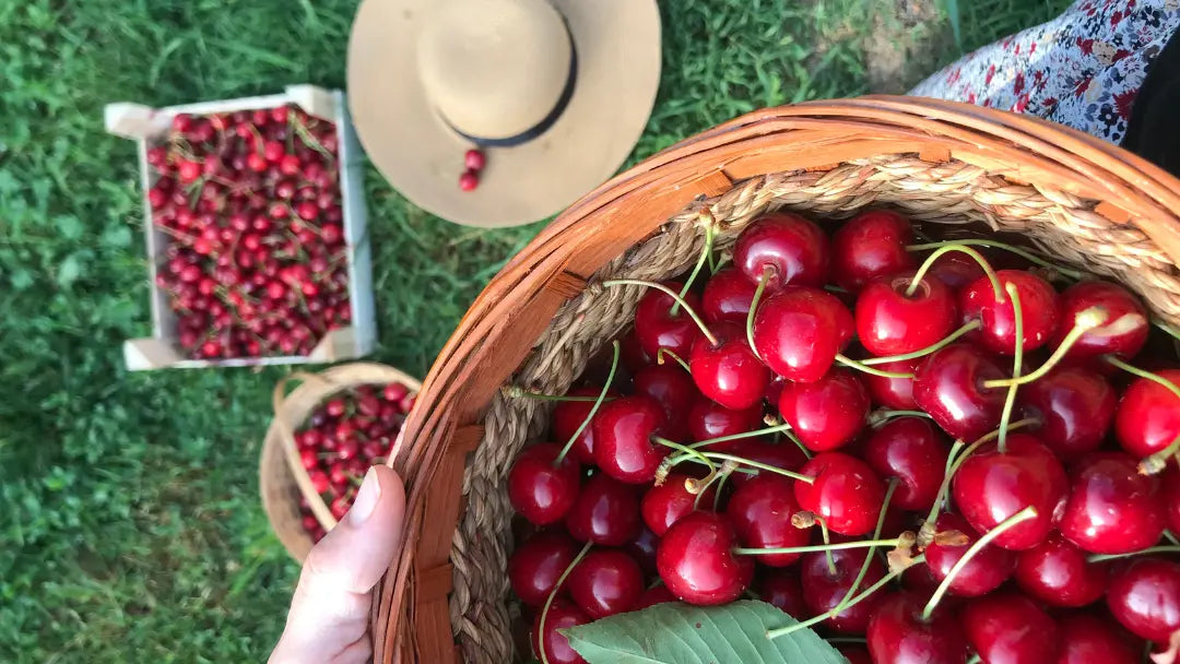 Cherry Sleep Concentrates