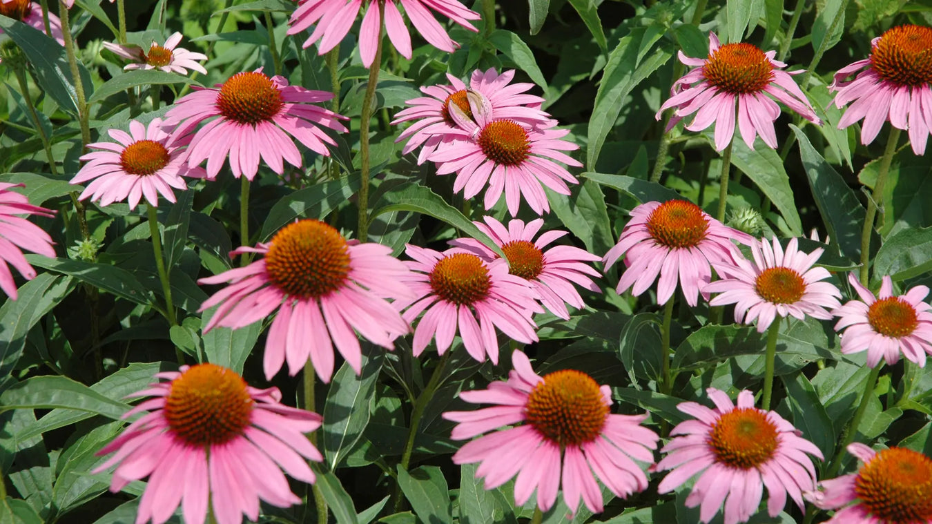 Daily Immune & Echinacea