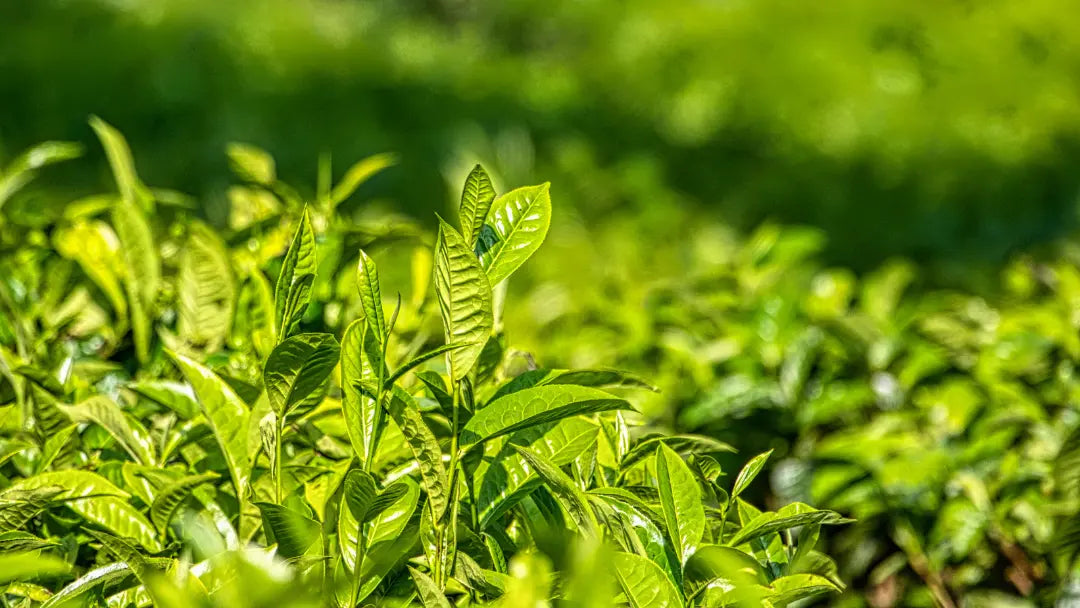 Green Tea Supplements