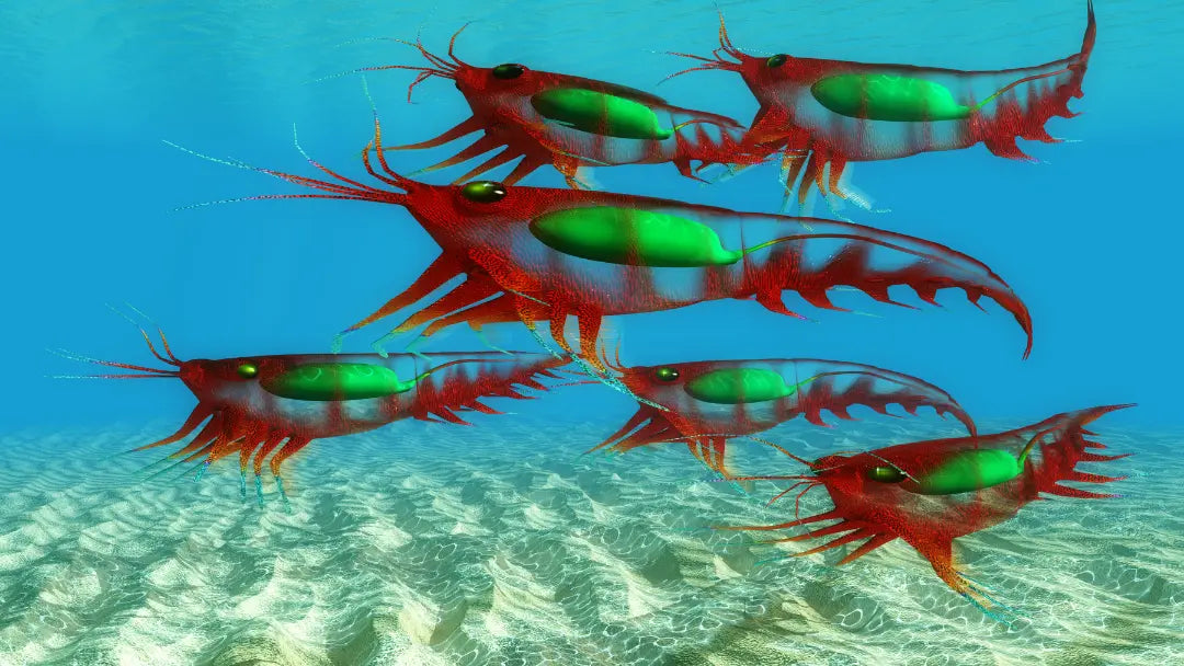 Krill & Cod Liver Oils