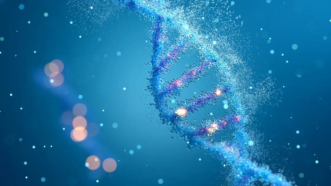 Longevity Antioxidants