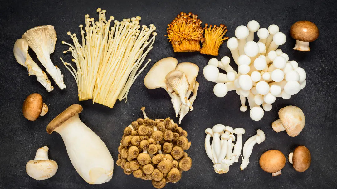 Mushroom Supplements