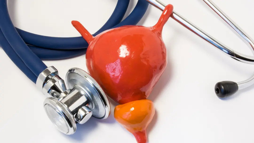 Prostate & Bladder