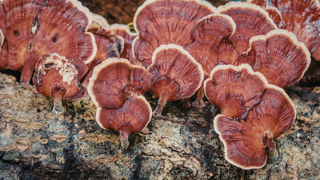 Reishi & Relax