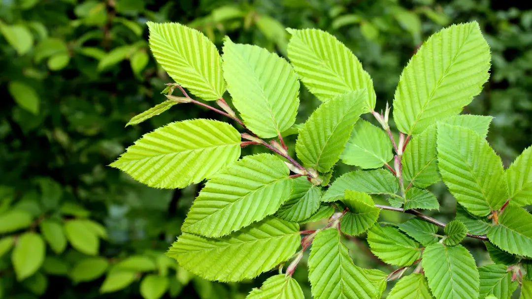Slippery Elm