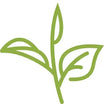 Green Tea Supplements